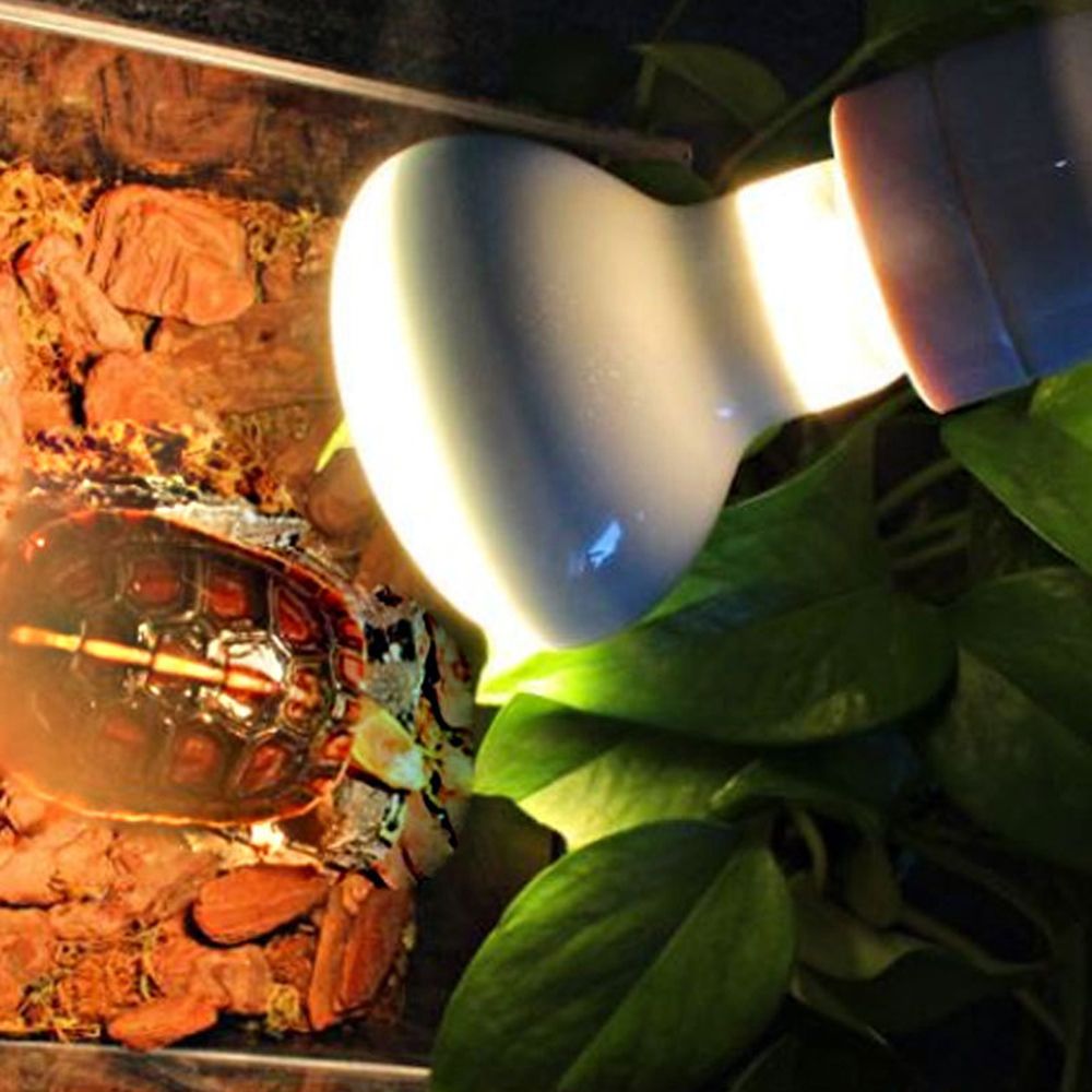 Basking Bulb Halogen - Pengontrol Suhu Pemanas Kadal Lampu Pemanas