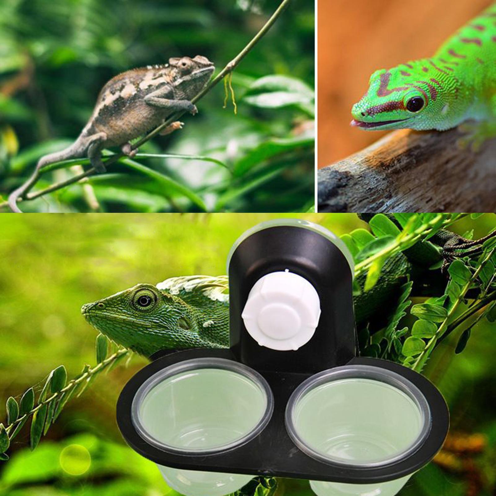 Tempat Makan dan Minum Gecko d - Water Dish Reptile ulasan dan harga