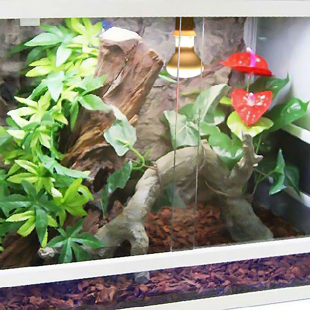 Pengontrol Suhu Kura-kura, Pem - Basking Bulb Halogen ulasan dan harga