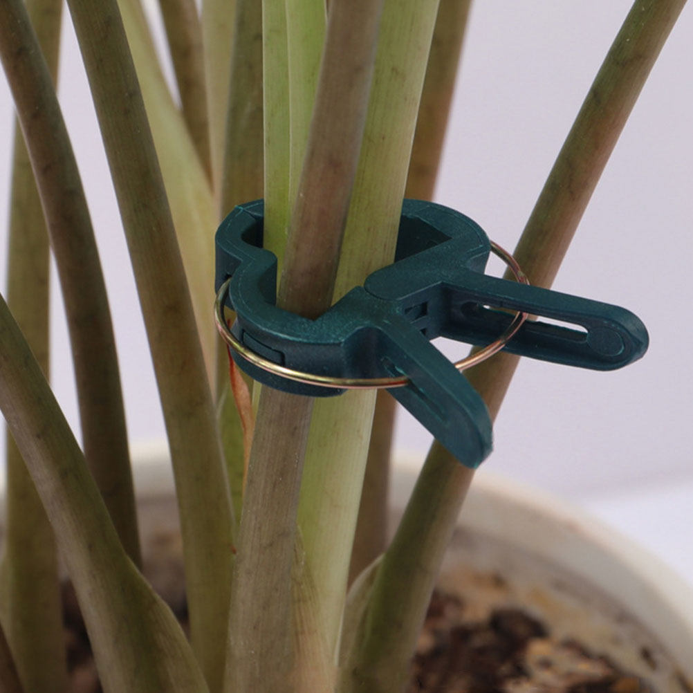 50 Buah Klip Taman untuk Tanam - Vine Climbing Plastic ulasan dan harga