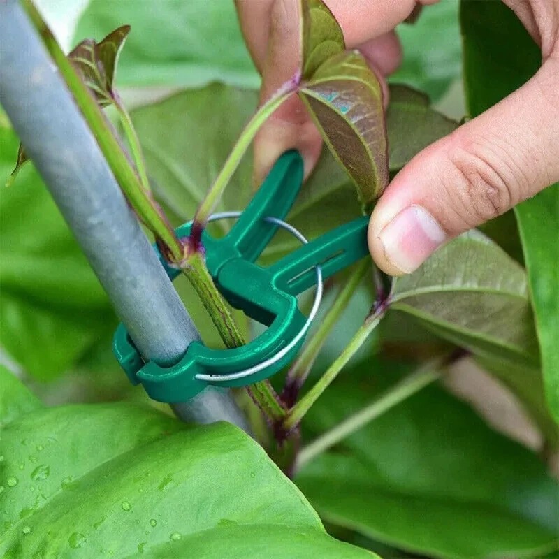 50 Klip Penjepit Tanaman yang  - Vine Climbing Plastic ulasan dan harga