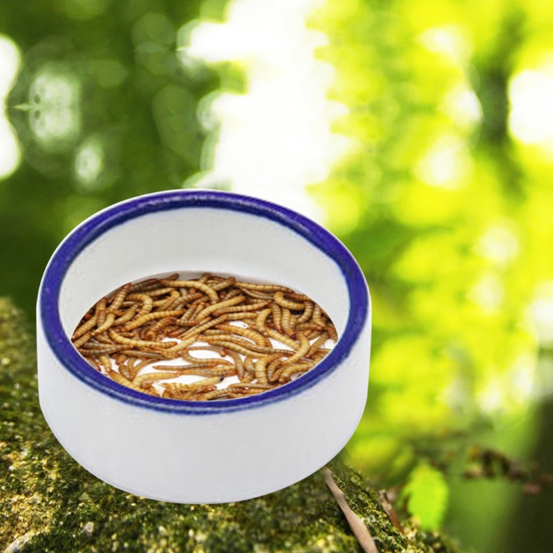 Mangkuk Reptil Hidangan Air La - Water Dish Reptile ulasan dan harga